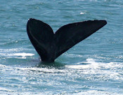 Wale